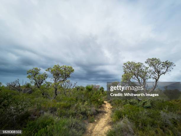 yanchep trail - banksia stock pictures, royalty-free photos & images