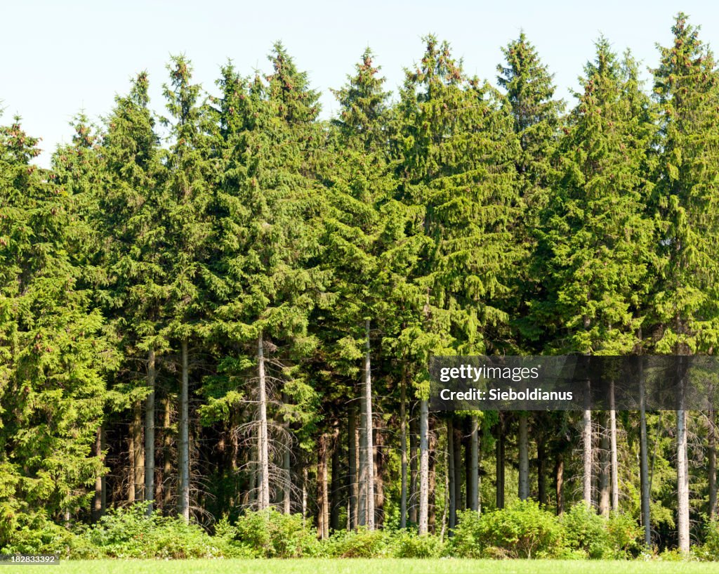 Edge of a spruce wood in summer.