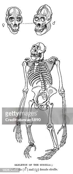 skeleton of a gorilla - vertebras stock illustrations