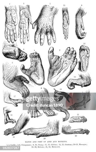 Hands and Feet of Apes an Monkeys Hands and Feet of Apes an Monkeys