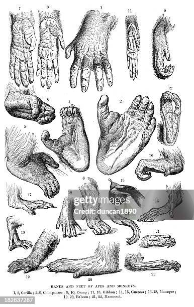 hands and feet of apes an monkeys - orang utan stock illustrations