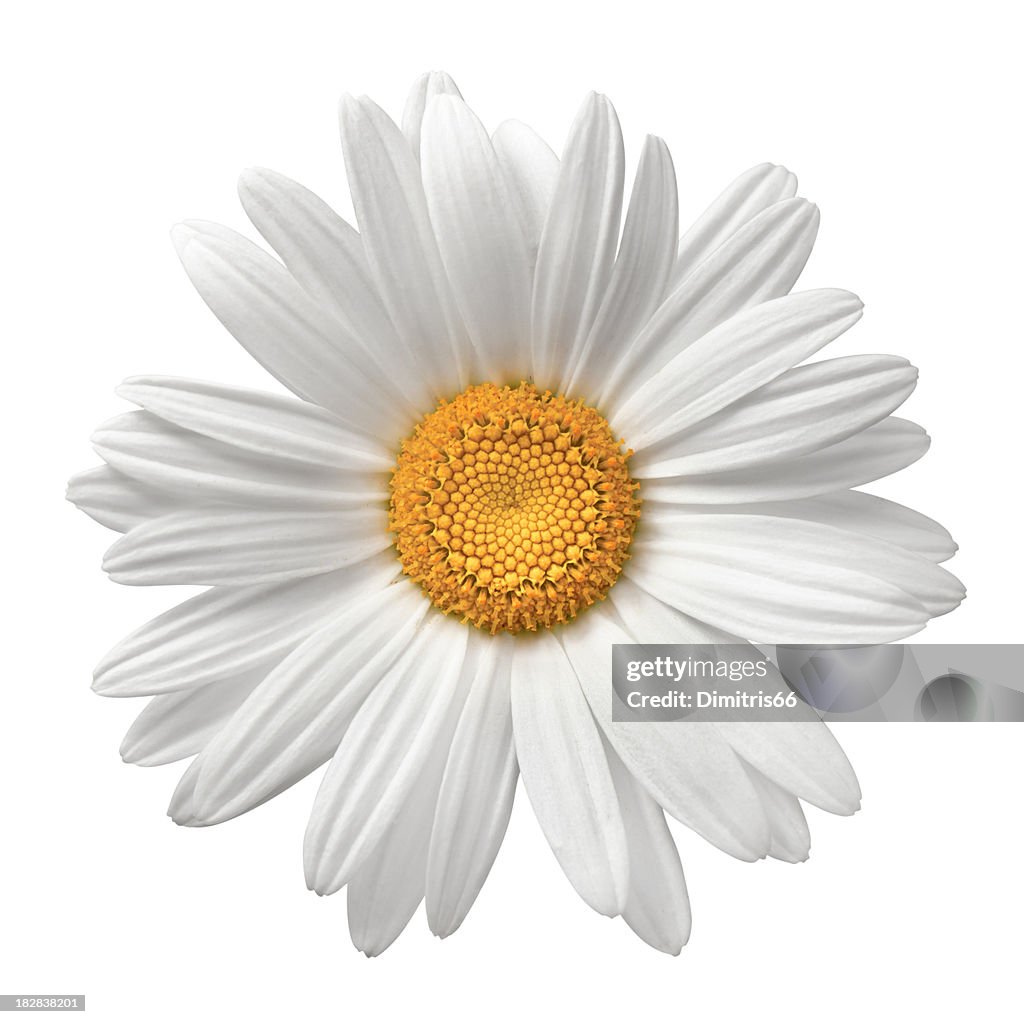 Marguerite sur blanc avec un Tracé de détourage