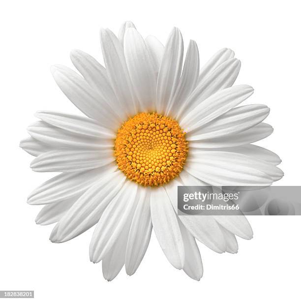 daisy on white with clipping path - stamen stock pictures, royalty-free photos & images