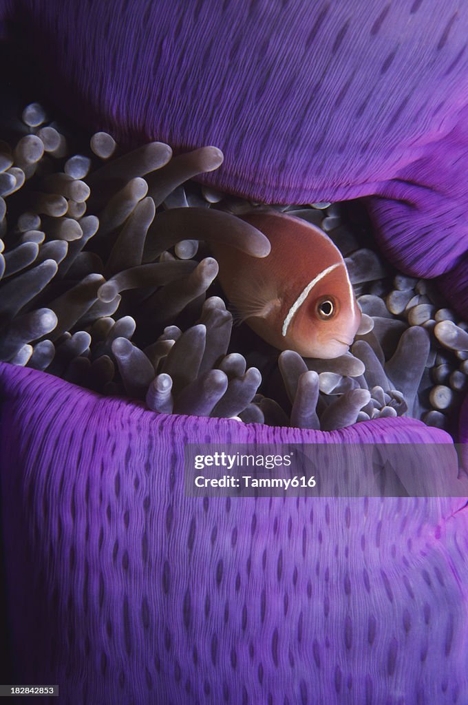 Clownfish in Purple Anenome