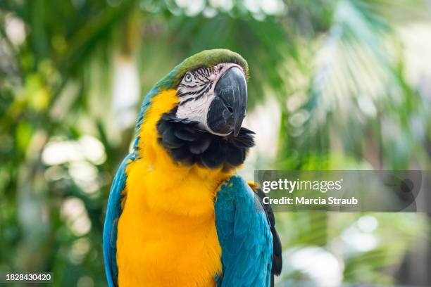 close up  blue teal and yellow macaw - blue and yellow macaws stock-fotos und bilder