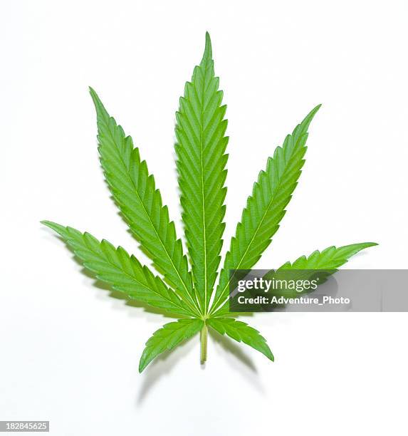 green marijuana leaf - hemp stock pictures, royalty-free photos & images