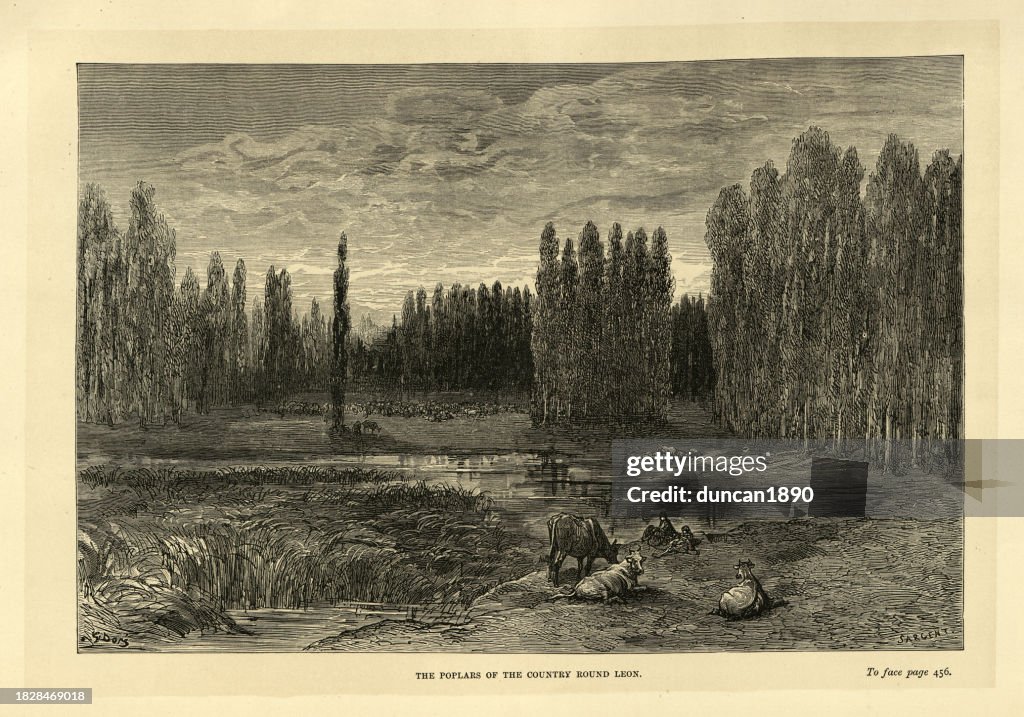 Peupliers du pays autour de León, Espagne, paysage espagnol, histoire du 19ème siècle, illustré par Gustave Doré