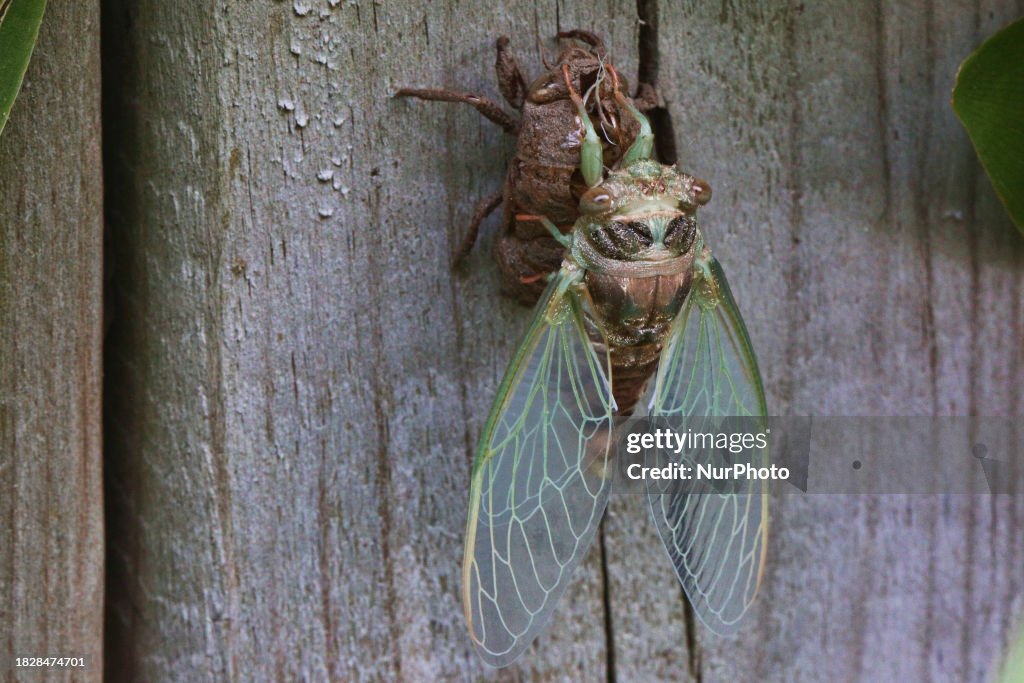 Dog-day Cicada Emerging From Its Exoskeleton