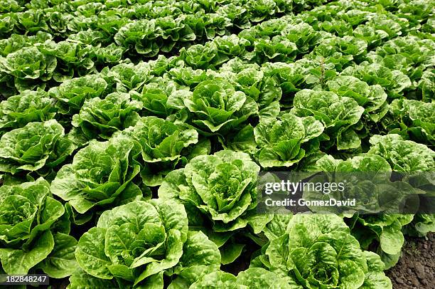 close-up of romaine lettuce - lettuce stockfoto's en -beelden