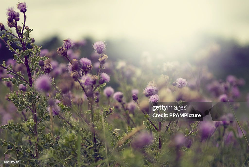 Milk thistle