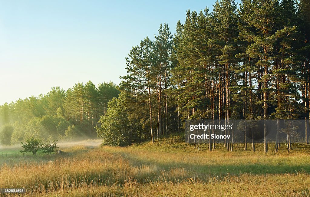 Morning forest