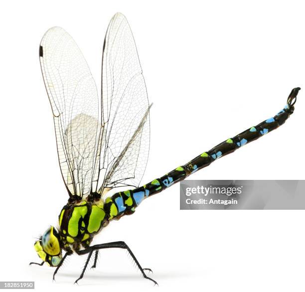 dragonfly - odonata stock pictures, royalty-free photos & images