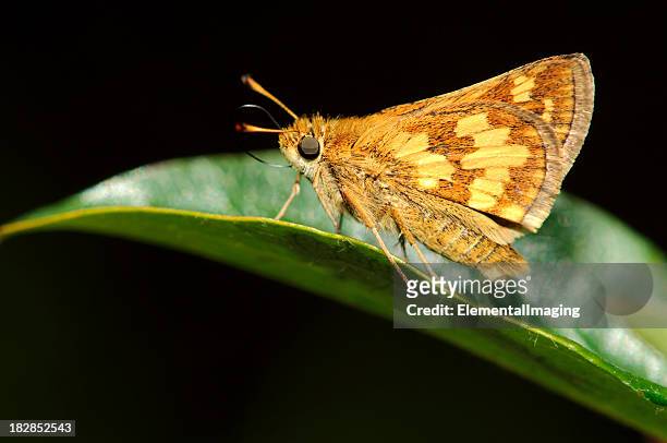 macro de insectos peck del capitán de navío mariposa (polites peckius - mariposa nocturna fotografías e imágenes de stock