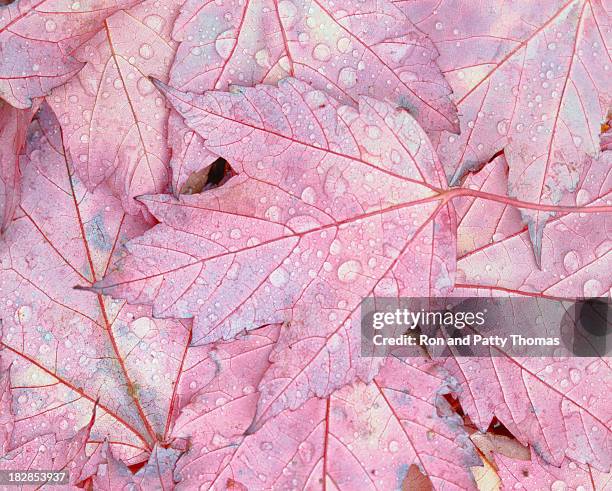 feuilles d'érable automne rouge - appalachia trail photos et images de collection
