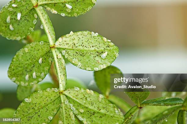mosca branca - planta com peste imagens e fotografias de stock