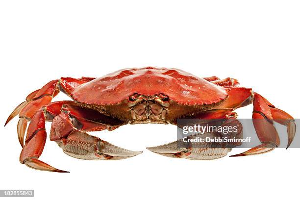 crab whole - dungeness stock pictures, royalty-free photos & images
