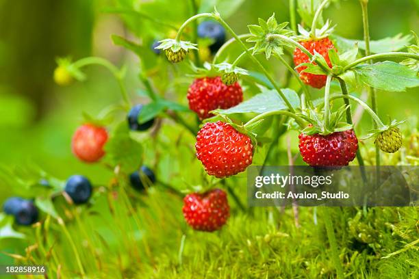 1 368点の野いちごのストックフォト Getty Images 1 368点の野いちごのストックフォト Getty Images