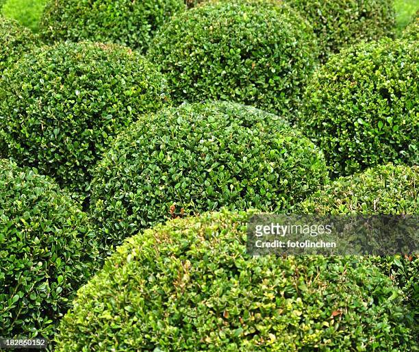 buxus balls for sale - boxwood stock pictures, royalty-free photos & images
