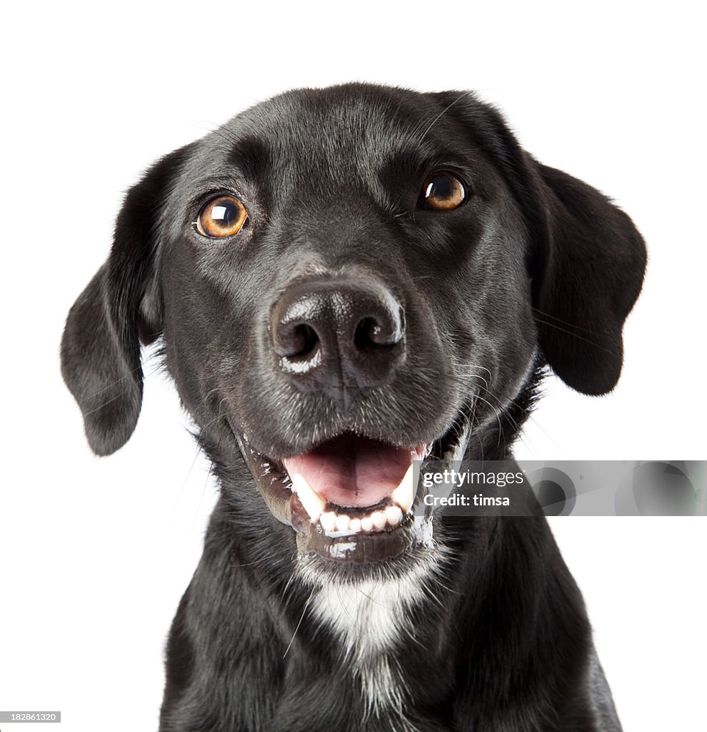 Atenta feliz com Cão preto intensivamente a tratar desligar câmara