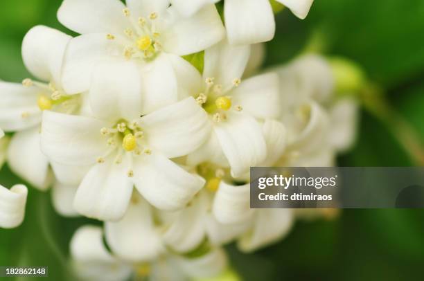 7 764点のジャスミンのストックフォト Getty Images 7 764点のジャスミンのストックフォト Getty Images