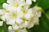 Beautiful white jasmine flowers