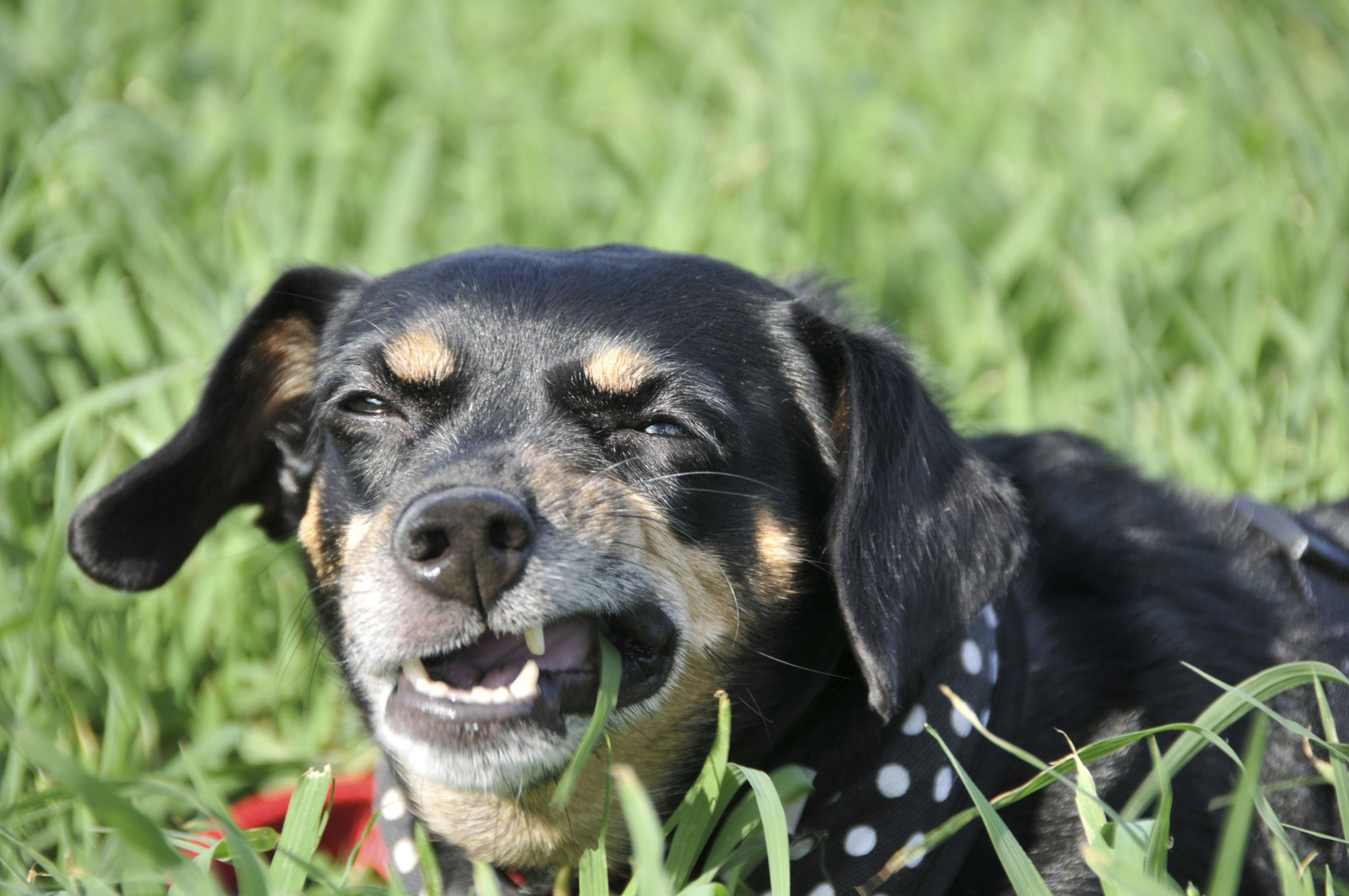 Dog Eating Grass Dog Eating Grass