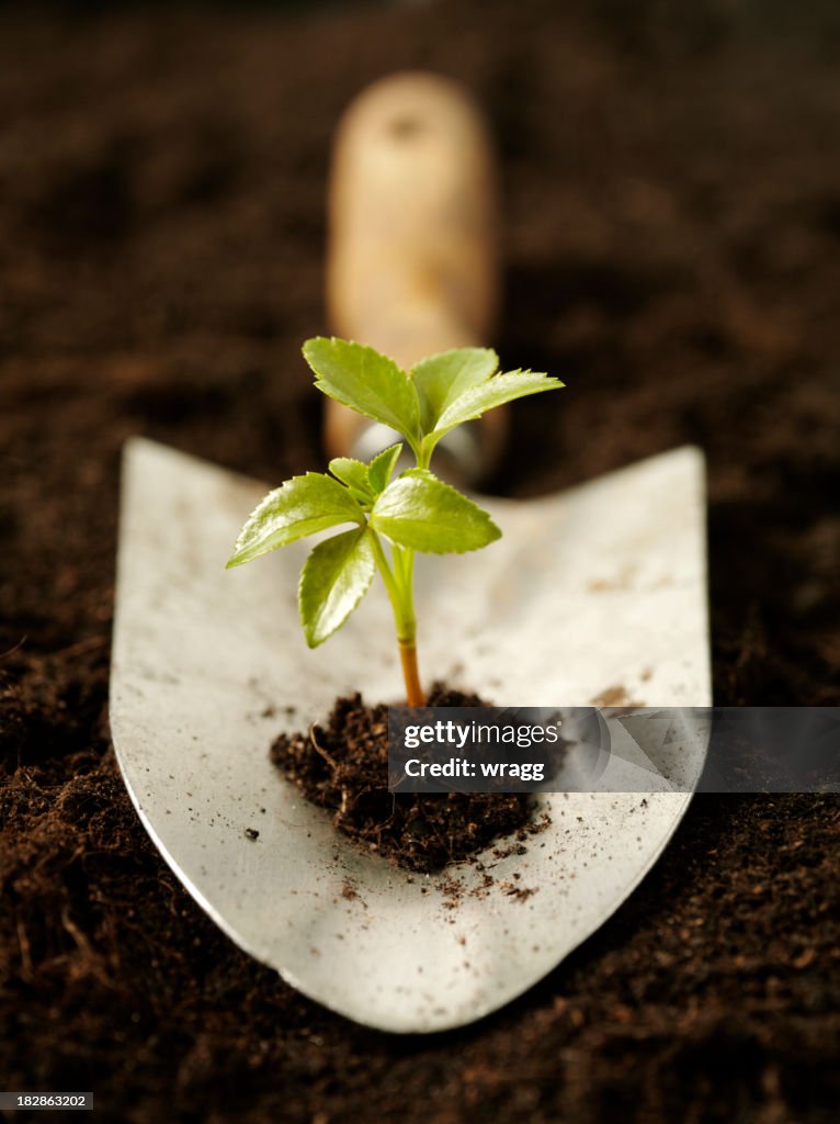 Growing a Seedling in Organic Soil