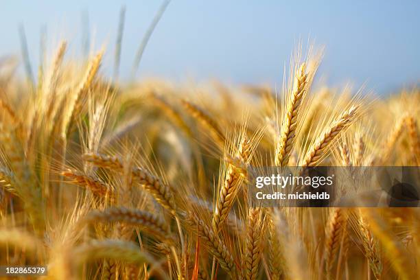 gerste, nahaufnahme - kornfeld stock-fotos und bilder