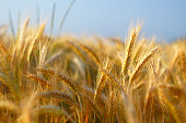 Barley closeup