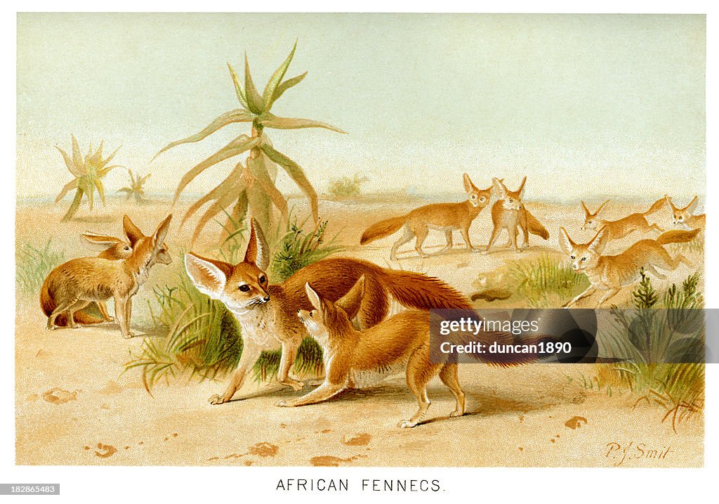 Fennec Fox (Vulpes zerda)