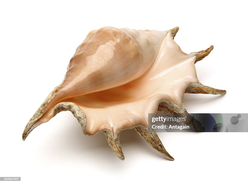 Shell