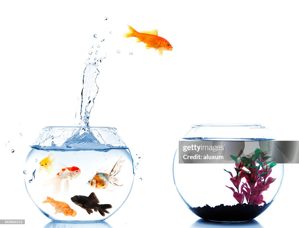 Goldfish jumping off to new fishtank