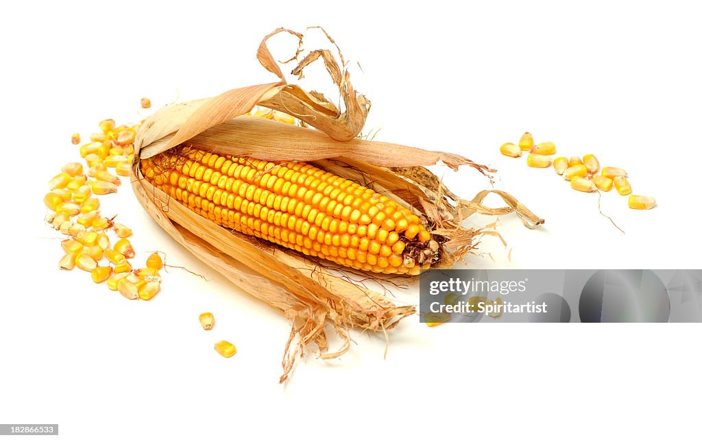 An ear of dried, unshucked corn with piles of corn kernels