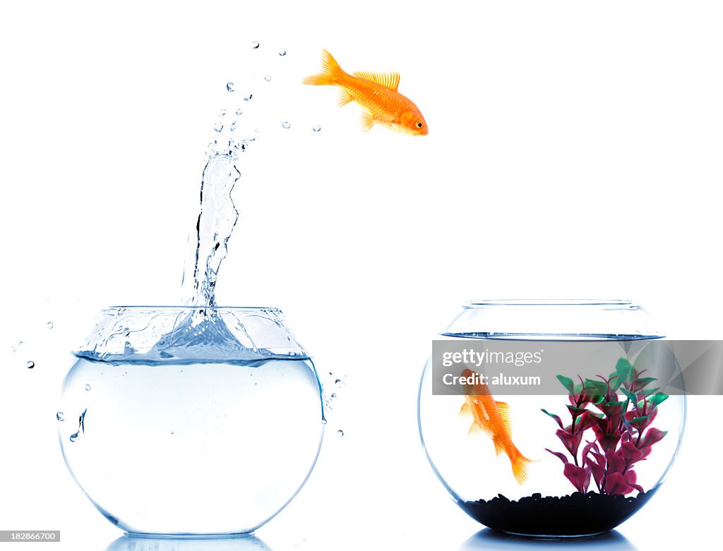 Goldfish jumping off to new fishtank