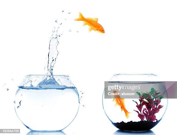 goldfish jumping off to new fishtank - goldfish leap 個照片及圖片檔