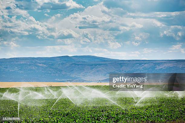 attrezzatura per l'irrigazione, sprinkler acqua agricola fattoria di gustosi piante campo coltivato - annaffiatore foto e immagini stock