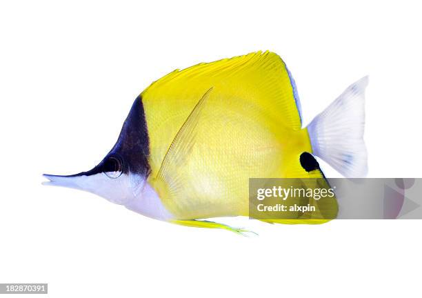 pesce farfalla gialla longnose - pesce farfalla foto e immagini stock