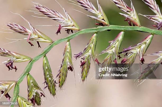 flowering ryegrass spike, lolium multiflorum - los padres national forest stock pictures, royalty-free photos & images