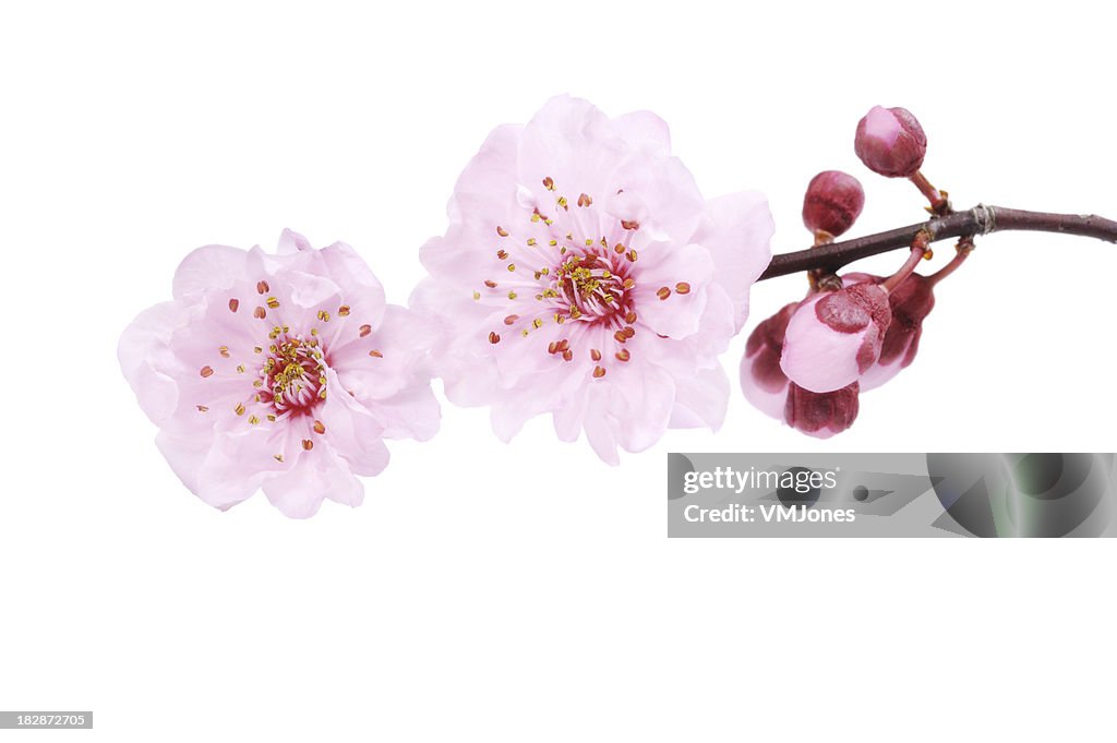 Kirschblüte Isoliert