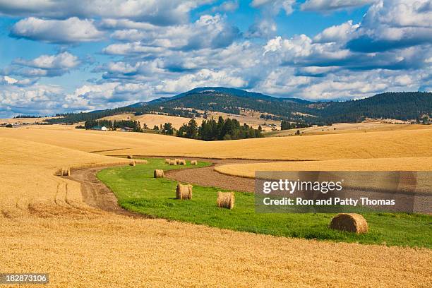 campi di grano con rotoli di fieno raccolto in - washington state foto e immagini stock