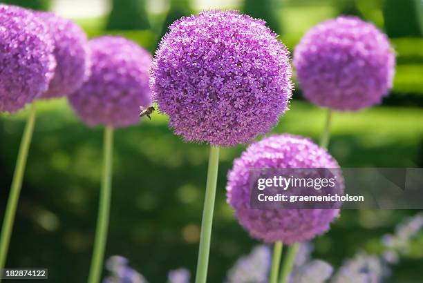 allium - allium stock pictures, royalty-free photos & images