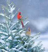 Northern Cardinals perched in a snow covered pine tree