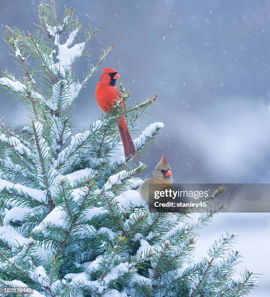 northern cardinals perched in a snow covered pine tree - cardinal bird stock pictures, royalty-free photos & images