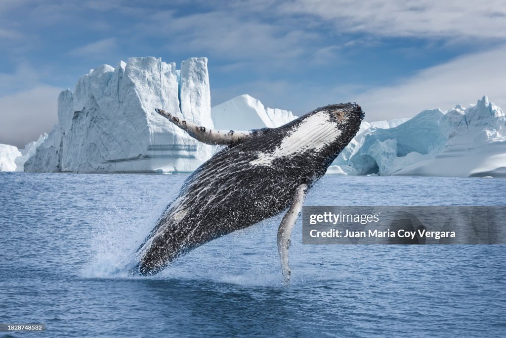 Humpback whale (Megaptera novaeangliae) breaching among of icebergs at Ilulissat Icefjord, Unesco World Heritage Site, Greenland