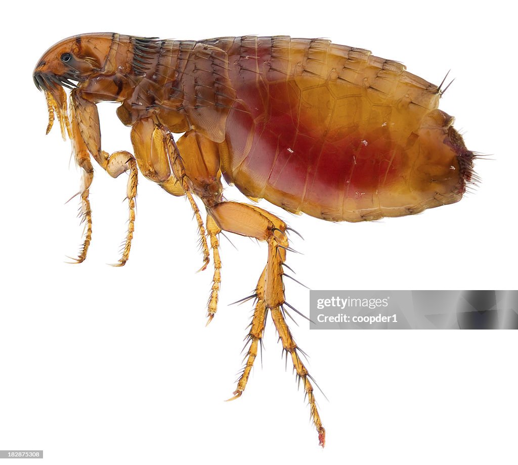 Cat flea full of human blood