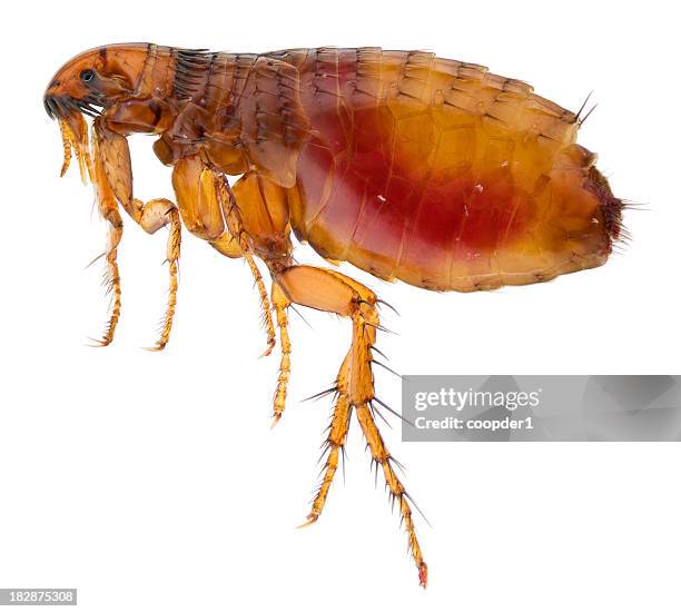 cat flea full of human blood - eén dier stockfoto's en -beelden