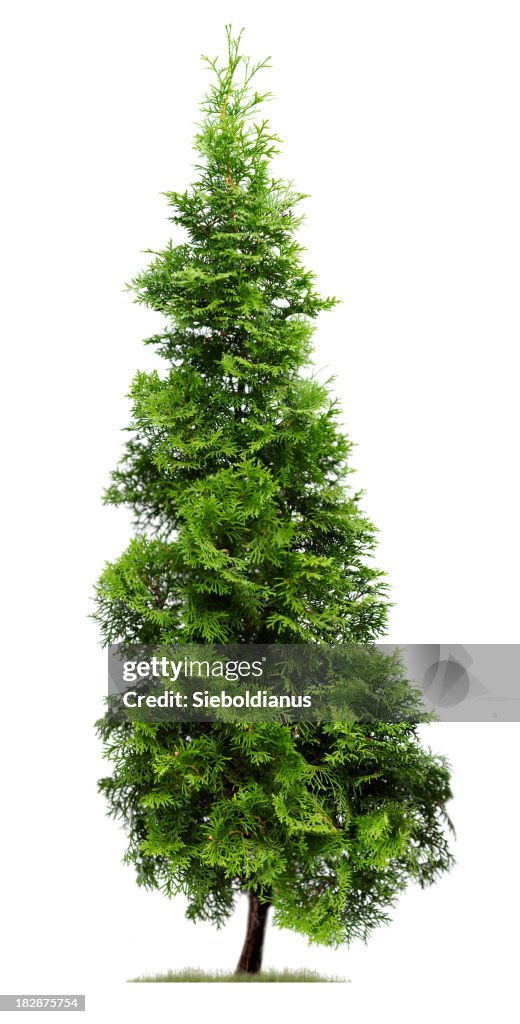 Ciprés: Árbol de la vida del este (Thuja occidentalis'Fastigiata') Aislado en blanco.