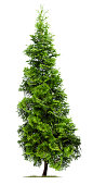 Cypress: Eastern Arborvitae (Thuja occidentalis 'Fastigiata') isolated on white.