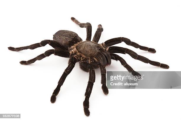 tarántula - spider fotografías e imágenes de stock