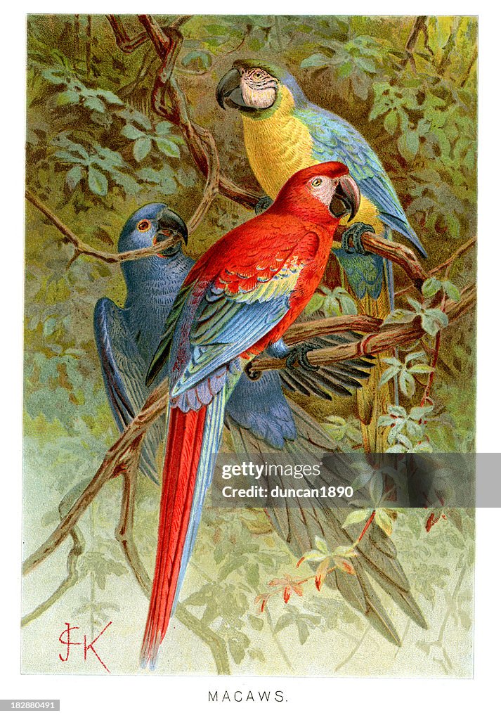 Macaws